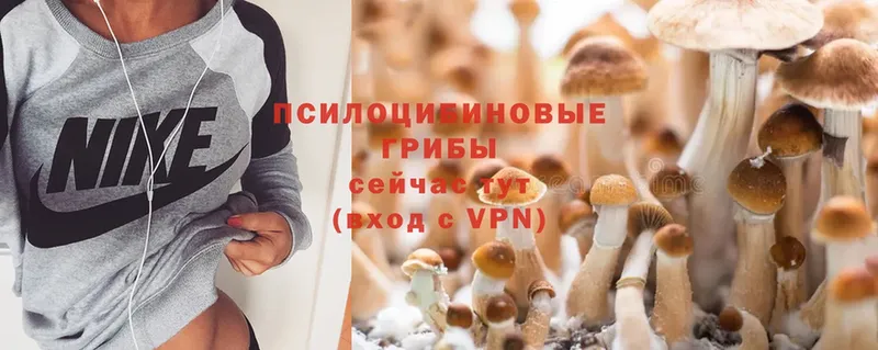 дарк нет клад  KRAKEN как зайти  Грязовец  Псилоцибиновые грибы Psilocybe 